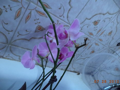 egy kádnyi + lavornyi orchidea 9