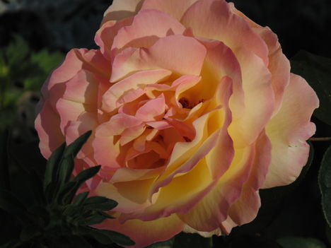 Ez a tegnapi rózsa csak most reggeli napsütésbe. Olyan mintha belülről világítana.