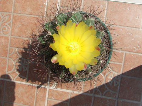 Hamatocactus