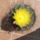 Hamatocactus_1722665_2416_t