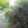 Juliusban_viragoztak_24_1722798_8114_t