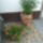 Juliusban_viragoztak_2_1722776_3444_t