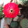 Lobivia_calorubra_obrepanda_1722660_7108_t