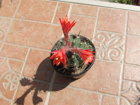 Matucana