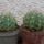 Melocactus_guaricensis_1722226_9484_t
