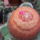 Melocactus_matanzanus_1722658_9581_t