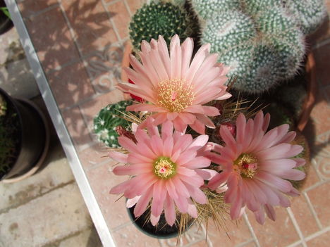 Neochilenia