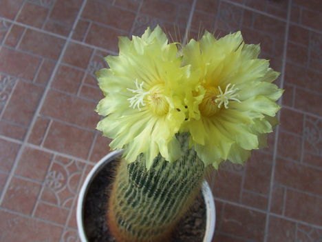 Notocactus leninghausii