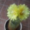 Notocactus leninghausii