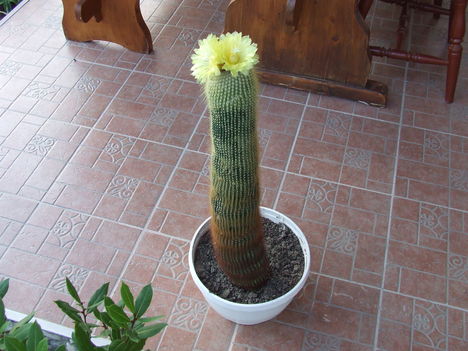 Notocactus leninghausii