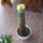 Notocactus_leninghausii_1722664_9824_t