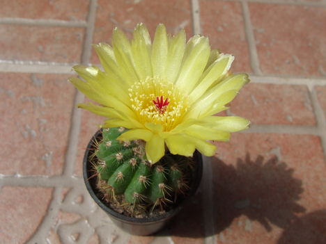 Notocactus ottonis
