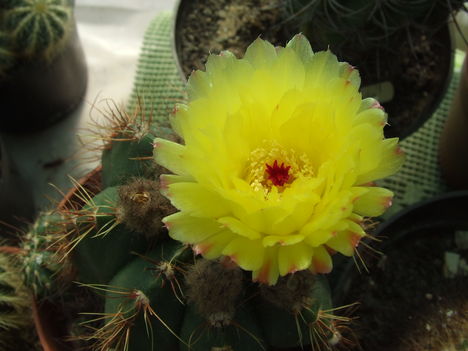 Notocactus ottonis