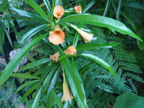 Perui leander (thevetia peruviana)