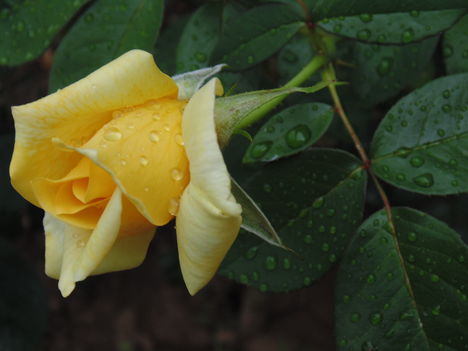 A rózsa is meghálálta a ma reggeli kis esőt.