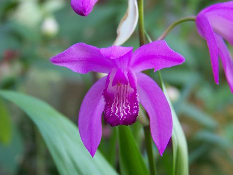 Bletilla striata, talajlakó orchidea