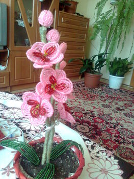 első orchideám