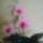 Orchidea_1723667_1124_t