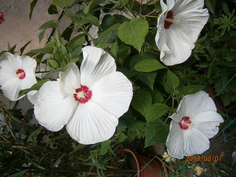 Hibiszkusz 1