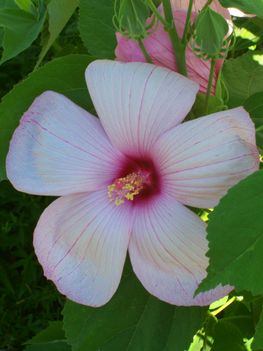 Mocsári  hibiszkusz  1