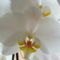 Phalaenopsis amabilis