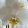 Phalaenopsis_amabilis_1724122_7748_t