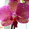 Phalaenopsis crazy pattern