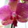 Phalaenopsis_crazy_pattern_1724134_8756_t