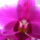 Phalaenopsis_dark_magenta_1724117_2155_t