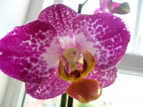 Phalaenopsis elegant julia