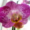 Phalaenopsis elegant julia