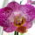Phalaenopsis_elegant_julia_1724125_3201_t