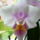 Phalaenopsis_equestries_blue_lip_1724127_7805_t