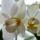 Phalaenopsis_equestris_alba_1724129_8321_t