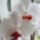Phalaenopsis_semi_alba_1724133_6285_t