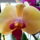 Phalaenopsis_solid_gold_1724132_9615_t