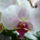 Phalaenopsis_stuartiana_1724130_5963_t