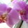 Phalaenopsis_wedding_promenade_1724128_2910_t