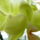 Phalaenopsis_yellow_lemontree_1724131_1330_t