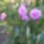 Daliaim_jol_erzik_magukat_a_kukorica_arnyekaban_1725058_9241_t