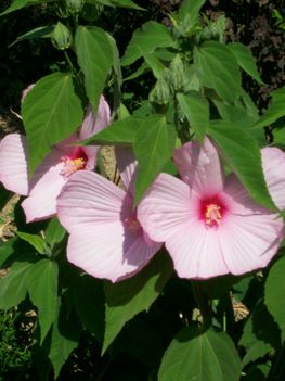 Mocsári   hibiszkusz