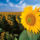 120914_napraforgo_1727569_4455_t