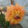 Dalia_hatha_meg_ki_nyil_teljesen_1727776_5734_t