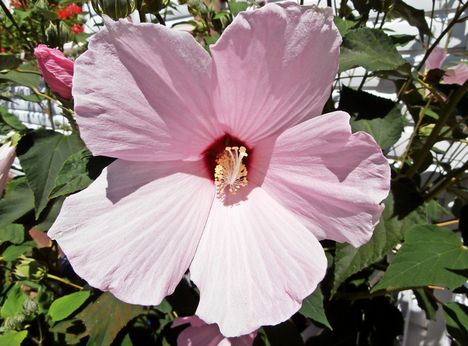 Hibiszkusz