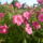 Ma_hetvenharom_viragot_szamoltam_meg_rajta_viii_8_1727546_6961_t