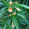 perui leander (thevetia peruviana)