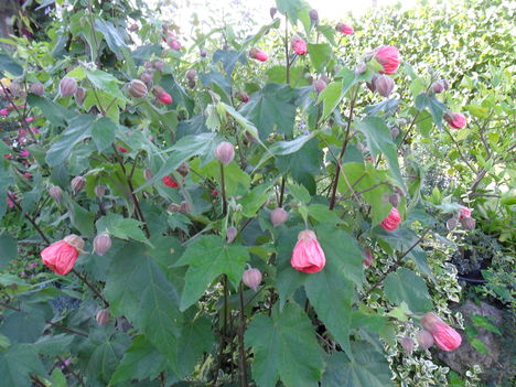 Abutilon x hybridum 'Nabob' - Selyemmályva