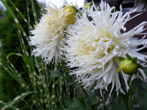 Cactus Dahlia 'Tsuki Yori No Shisha' 1