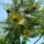 Chrysanthemum_frutescens_cornish_gold__cserjes_margitvirag-001_1729424_8482_t