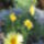 Chrysanthemum_frutescens_cornish_gold__cserjes_margitvirag-002_1729443_4966_t